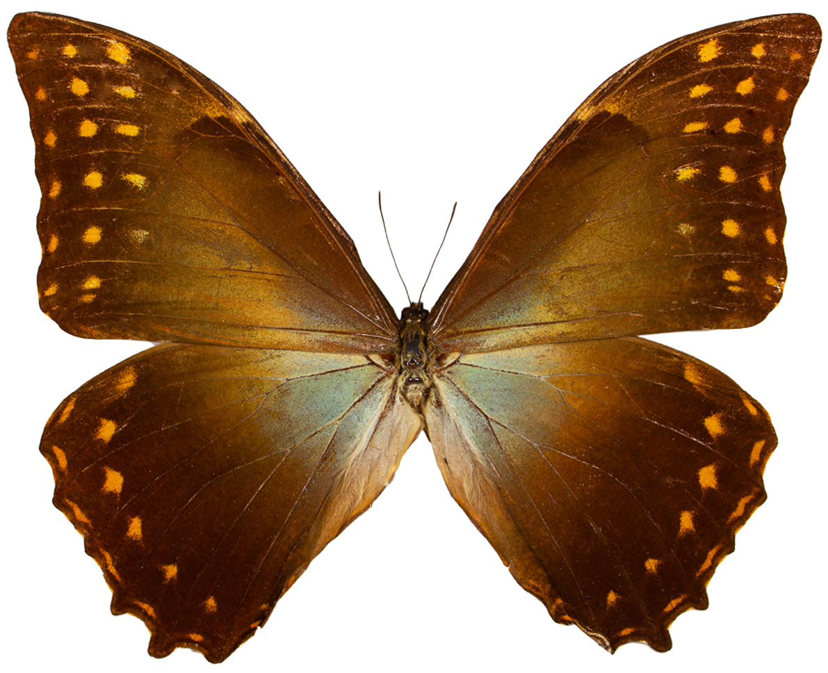 Morphidae / Blue Morphos