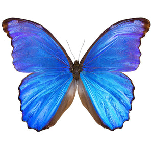 Morpho godartii didius