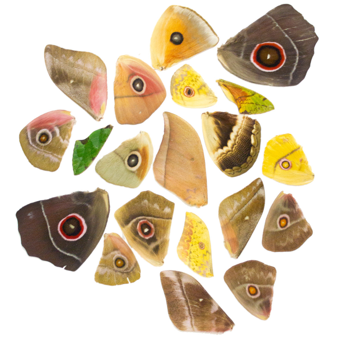 20 Assorted Tropical Saturnidae Moth Wings for Artwork