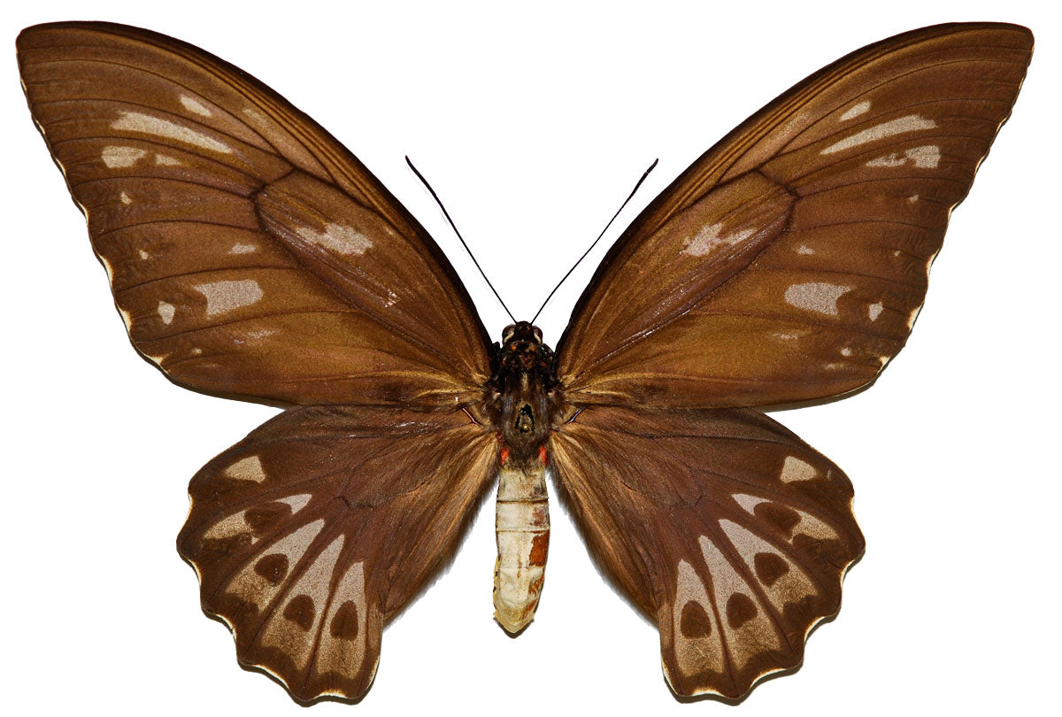 Ornithoptera priamus urvillianus FEMALE