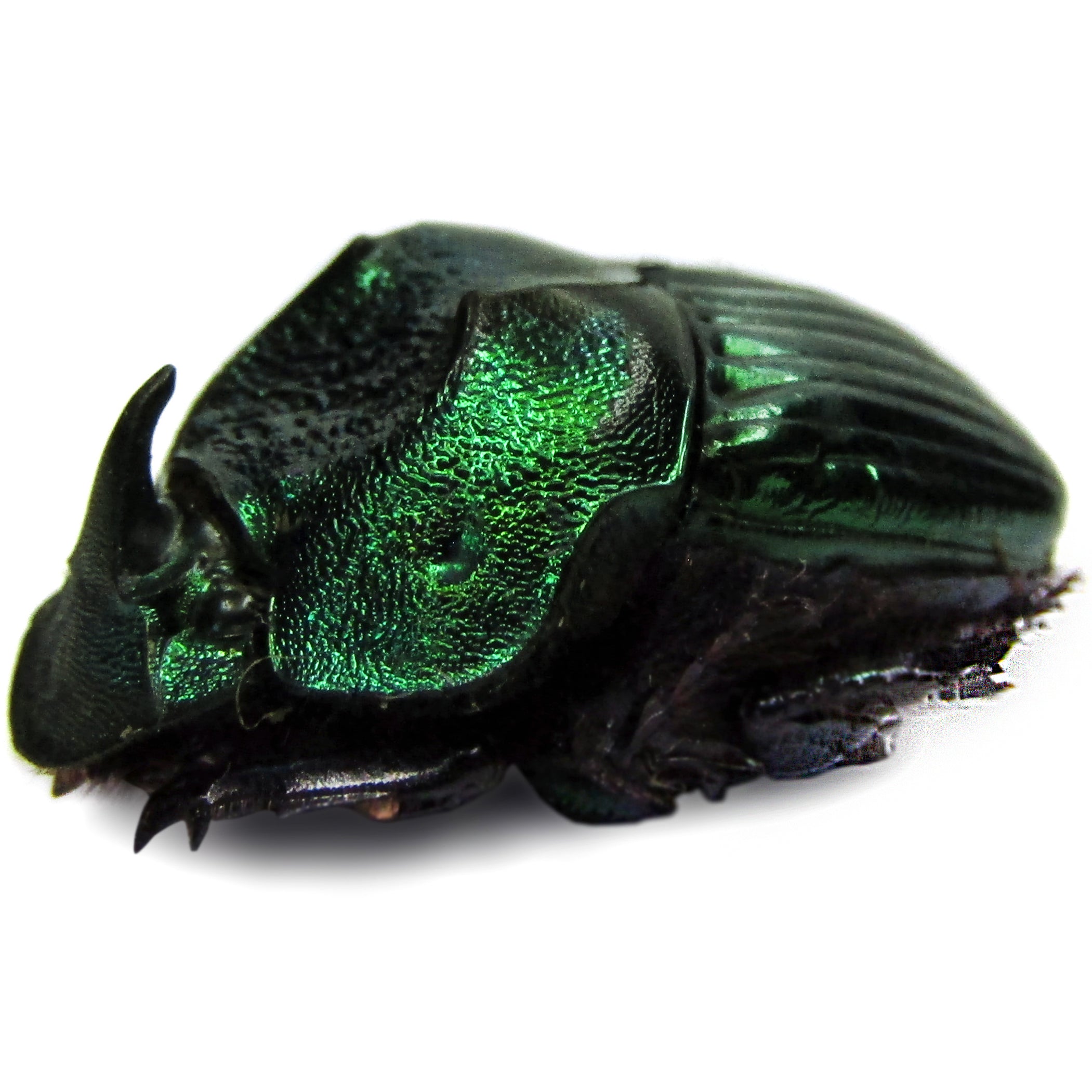 Demoness Insect Phanaeus demon