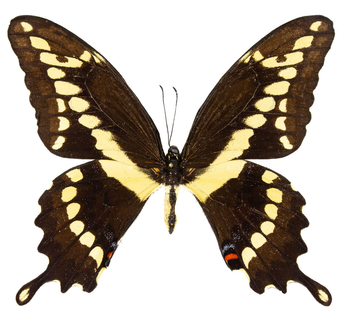 Papilio cresphontes FEMALE