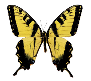 Papilio Glaucus Glaucus