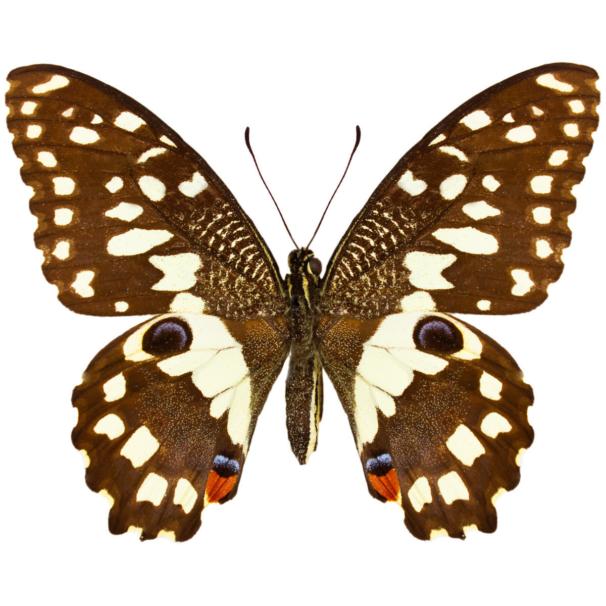 Papilio demoleus FEMALE