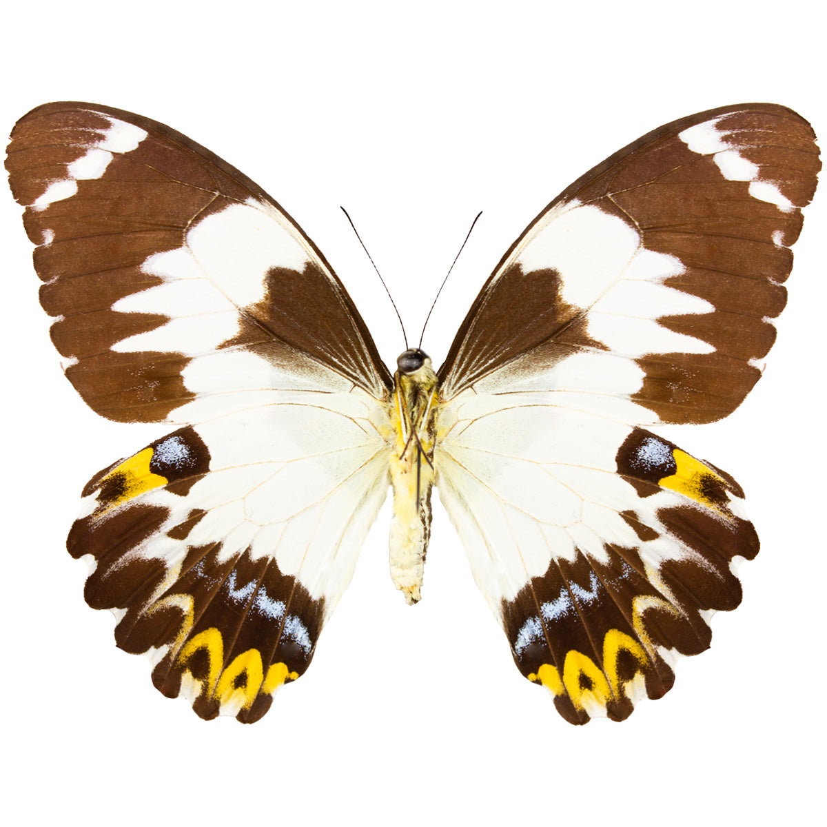 Papilio euchenor FEMALE