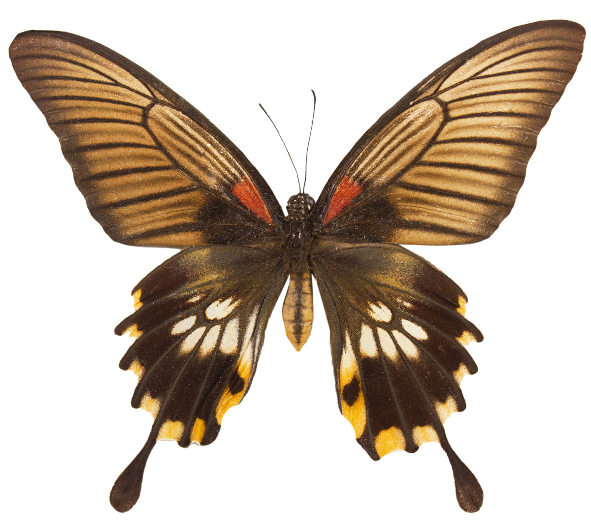 Papilio lowi FEMALE