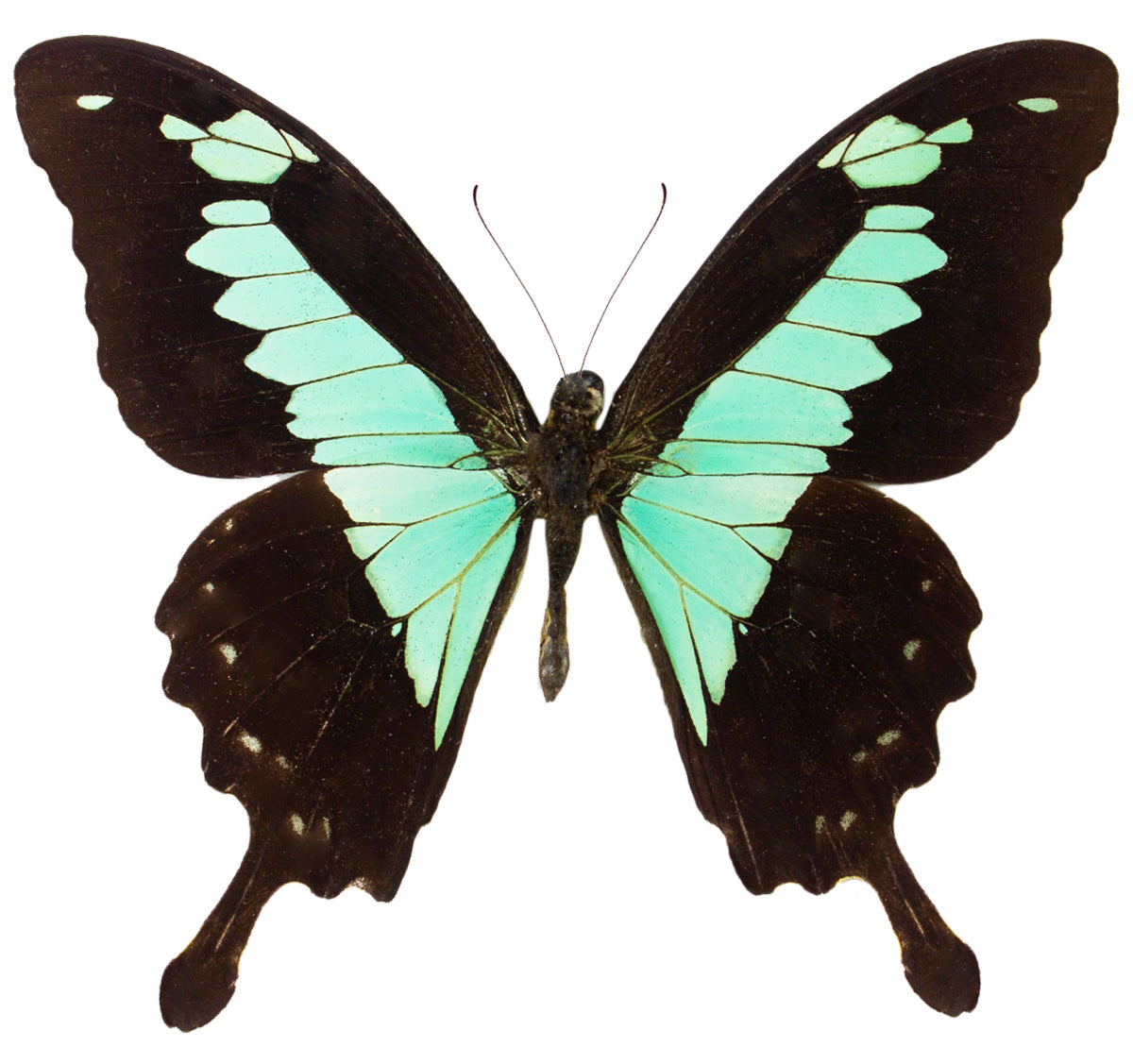 Papilio phorcus