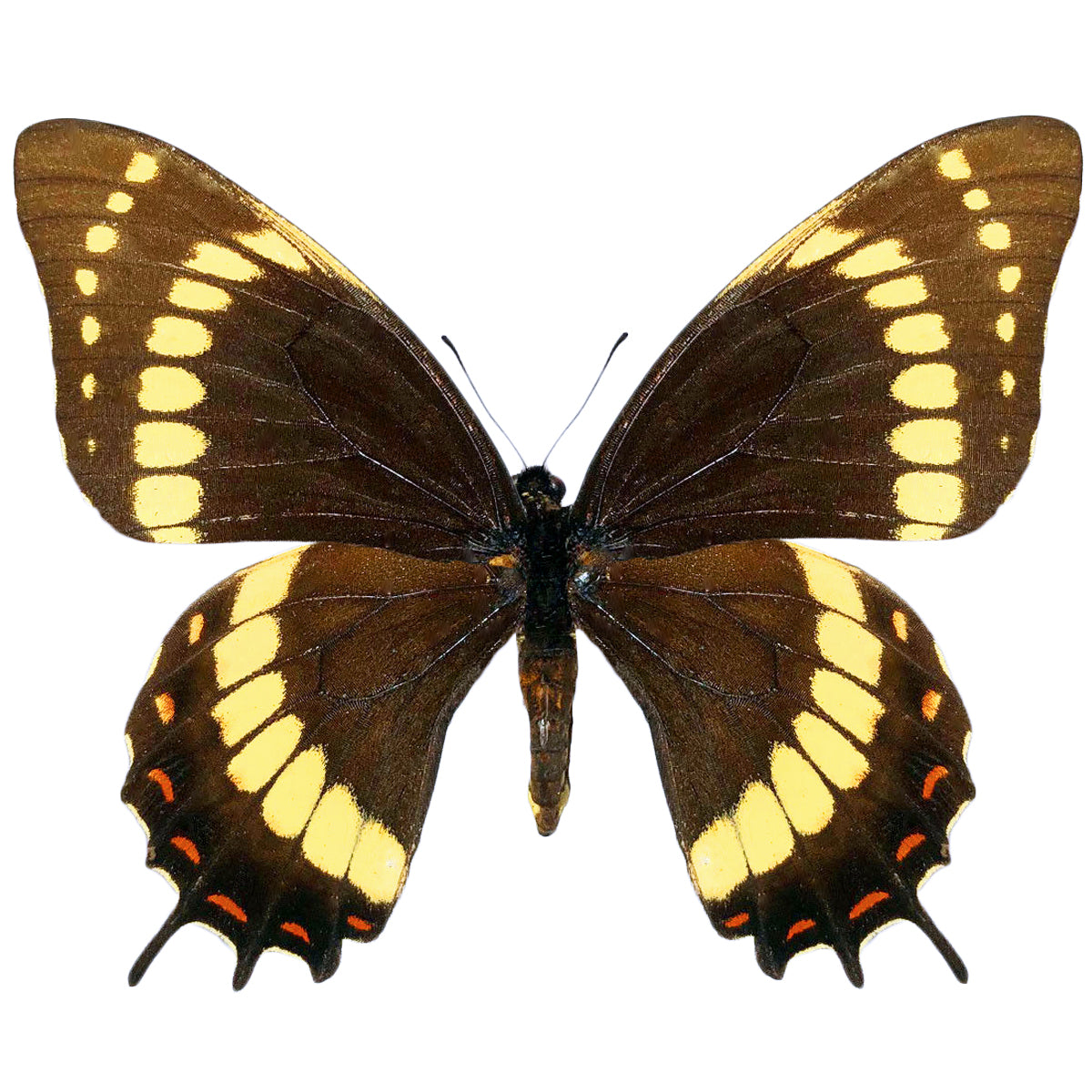 Papilio scamander PAIR