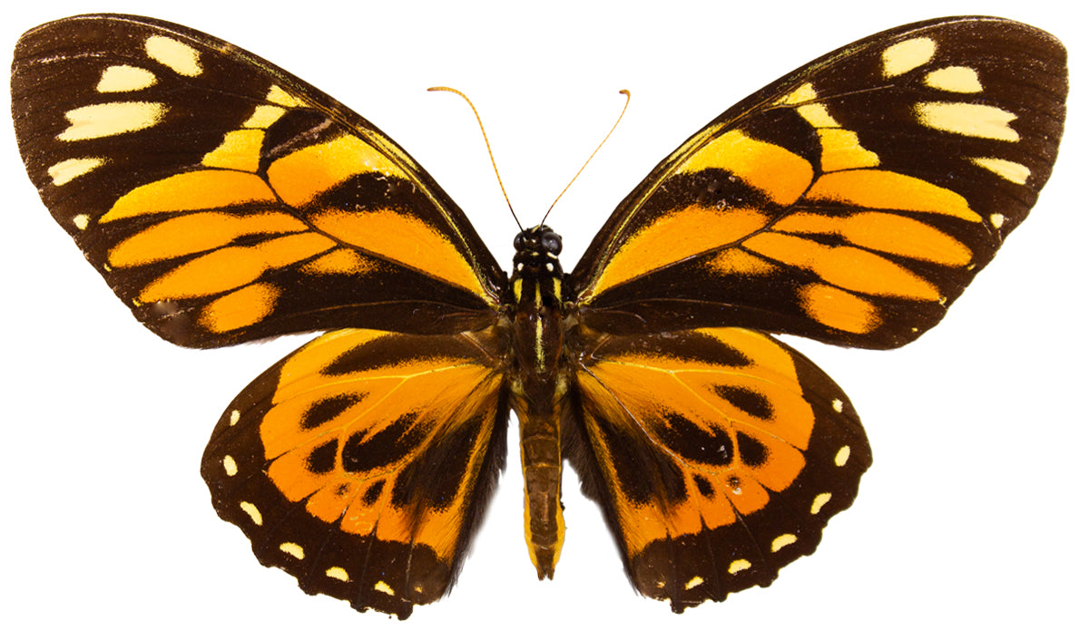 Papilio zagreus chrysoxanthus