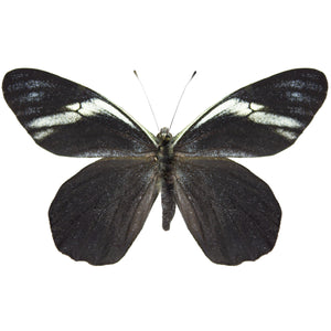 Pereute charops peruviana