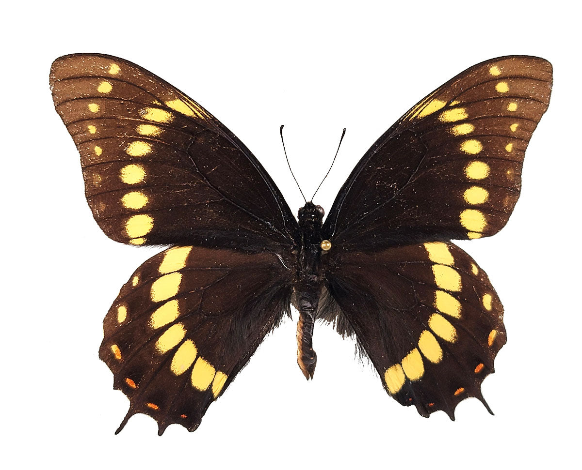 Papilio scamander PAIR