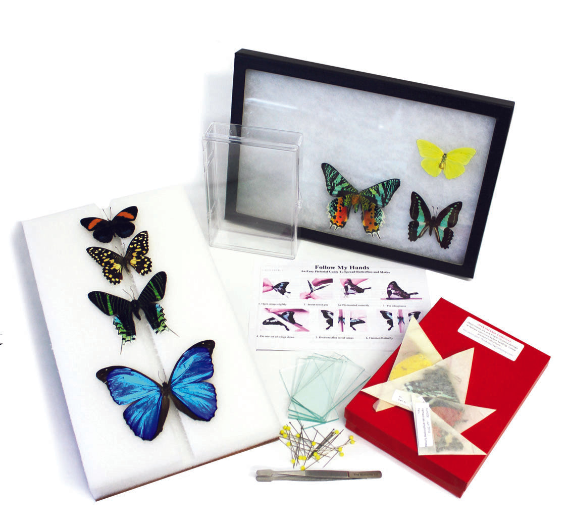 Start Up Butterfly Spreading Kit