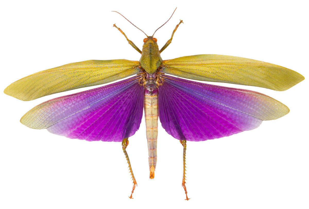 The Butterfly Company: Preserved Dried Butterflies & Insects