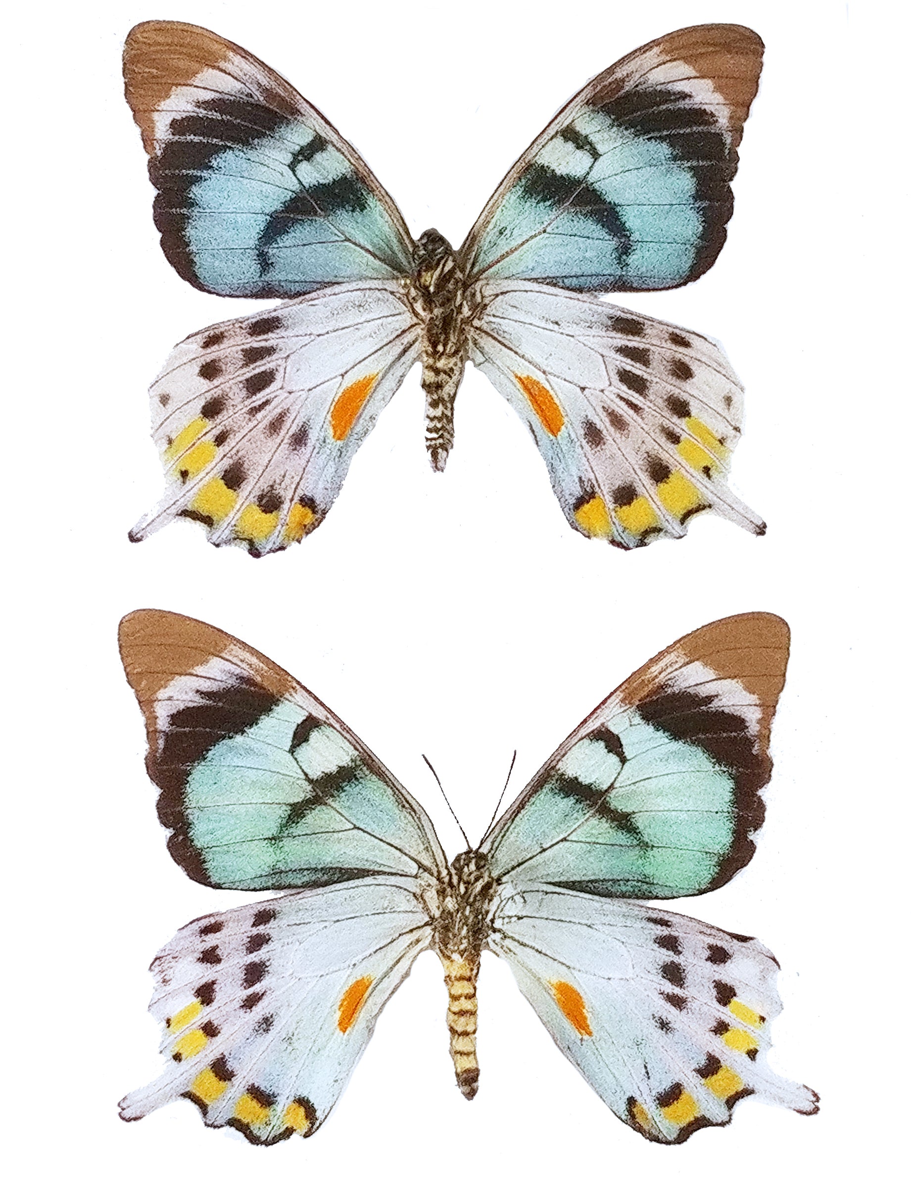 Ura Insect The Butterfly Company: Preserved Dried Butterflies & Insects