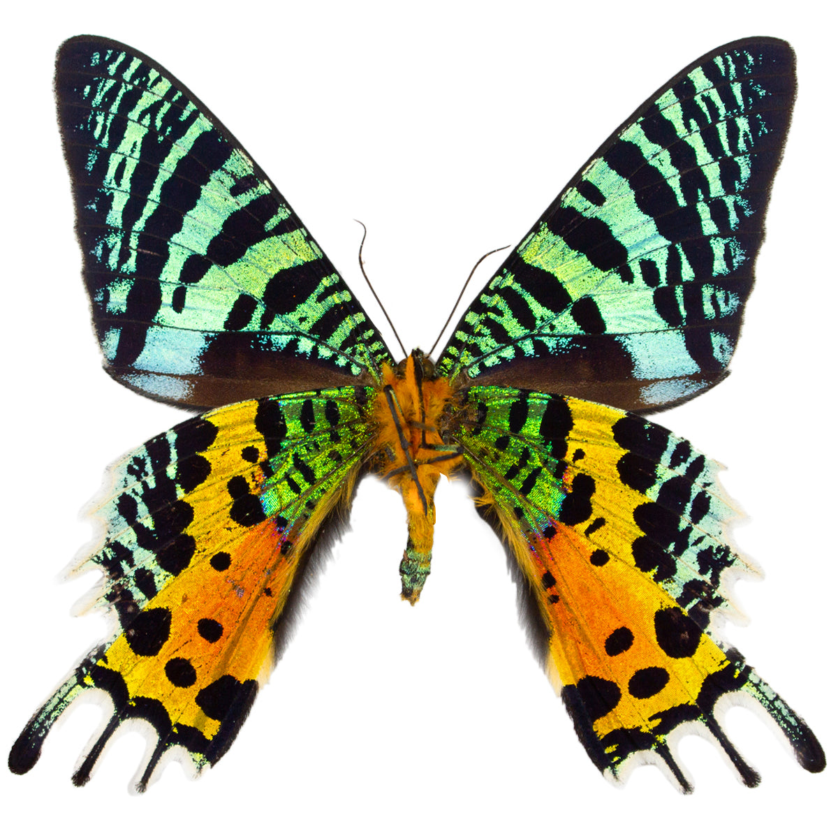 Ura Insect The Butterfly Company: Preserved Dried Butterflies & Insects