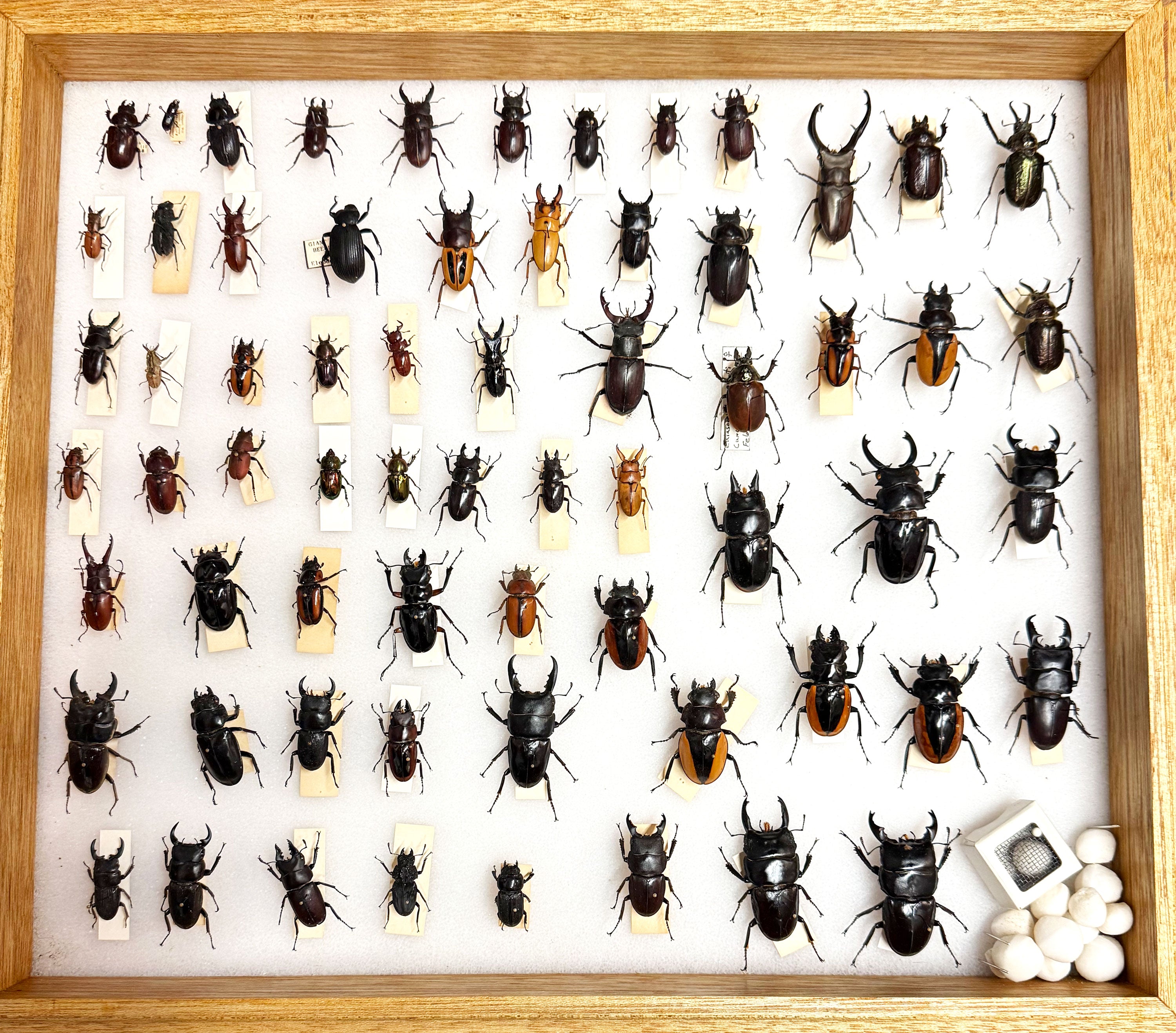 Beatle Insect Collection Collector's Room
