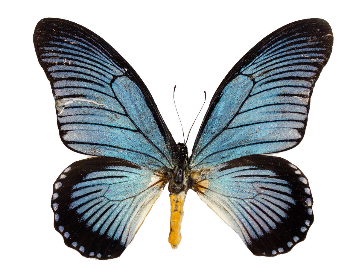 Papilio zalmoxis FRAMED A-