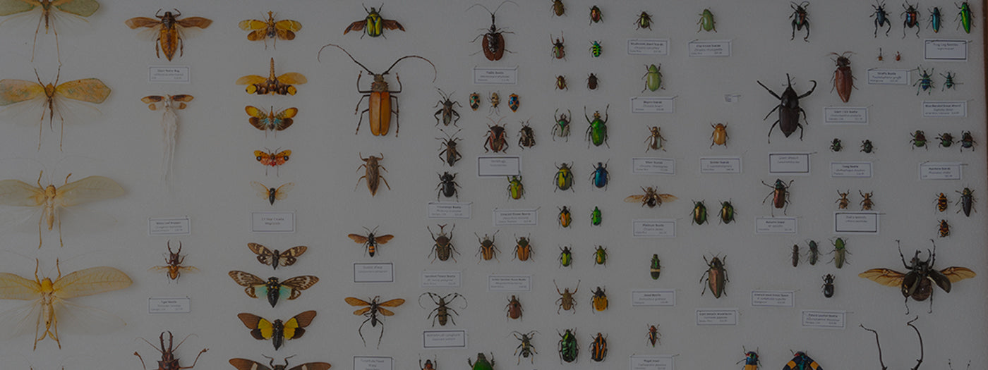 CollectA Insects - Monarch Butterfly - Li'l Treasures UK CollectA Insects - Monarch Butterfly - Li'l Treasures UK