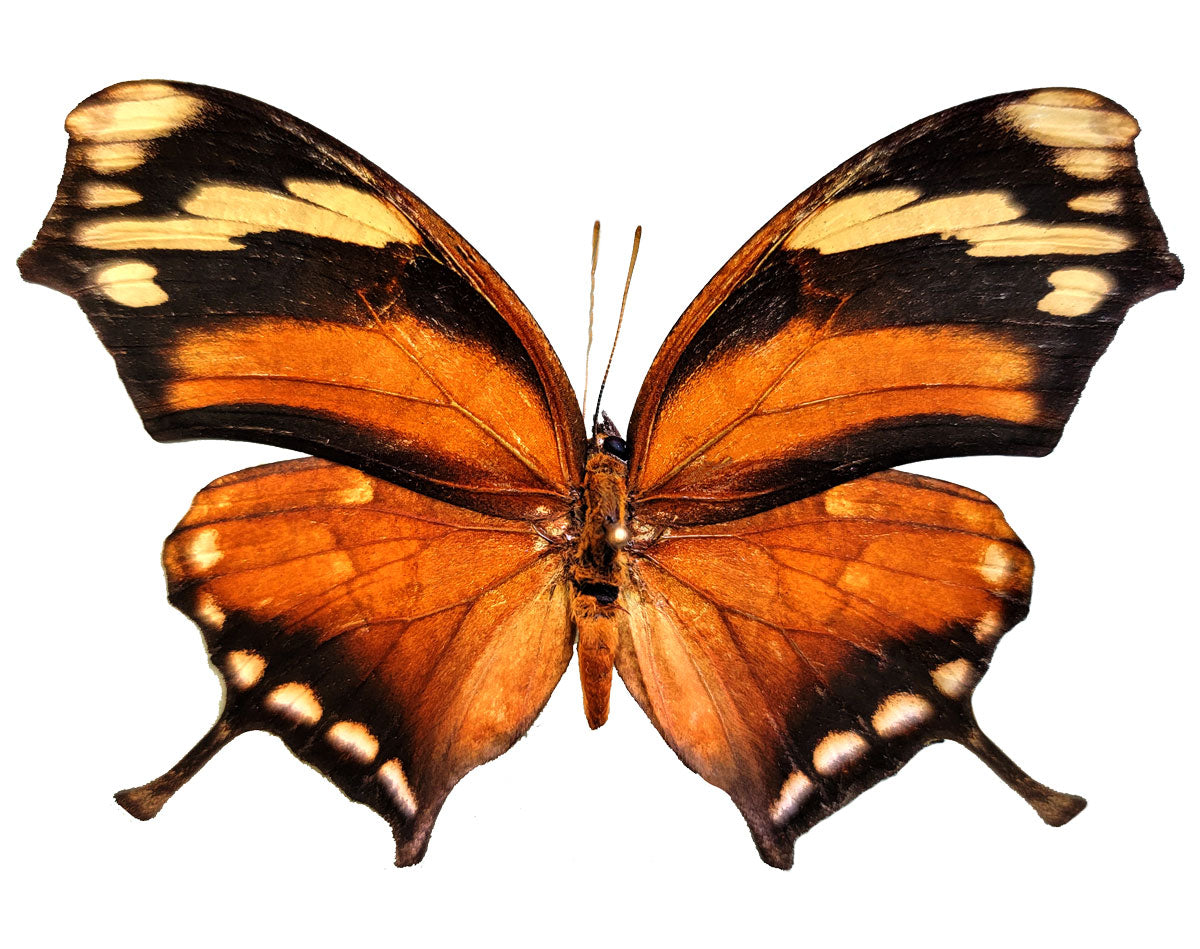 Consul Fabius Butterflies