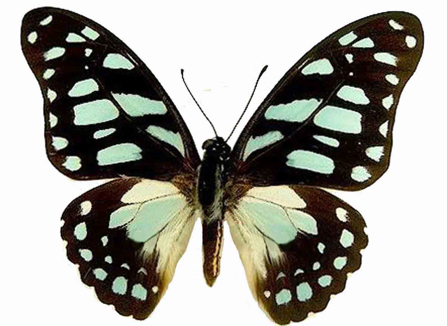 The Butterfly Company: Preserved Dried Butterflies & Insects