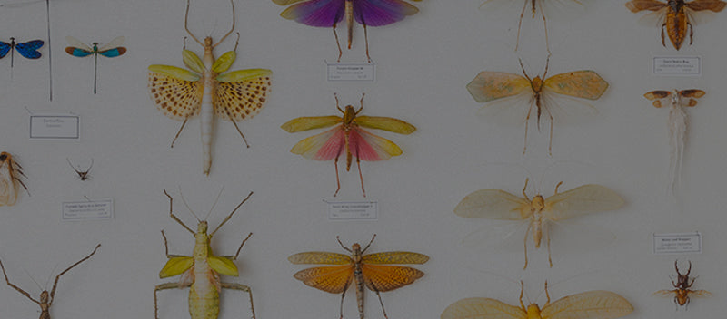 Files A Insect Insects