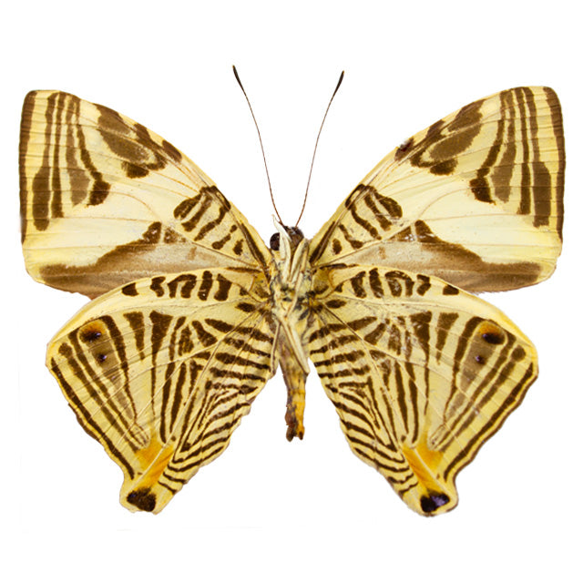 Colobura Colobura dirce