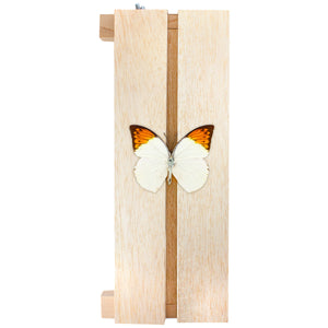 Specimen Display Board Adjustable Insect Butterflies Mounting Spreading Board For Science Education